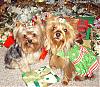 Lots of Christmas Pictures!-rylie-lacy-christmas-eve3.jpg