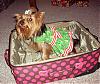 Lots of Christmas Pictures!-suitcase2.jpg