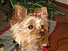 Christmas pictures from everyone-lulu-tree-1.jpg
