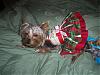 Christmas and some other great stuff!!-newmaddieandsophie-003-medium-.jpg