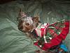 Christmas and some other great stuff!!-newmaddieandsophie-004-medium-.jpg