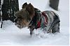 Catching snowflakes on their tongues-img_6575.jpg