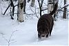 Catching snowflakes on their tongues-img_6559.jpg