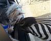 Sam loves San Antonio-sam-zebra.jpg