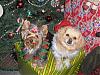 Bella and Buffy at Christmas-bella-buffy.jpg