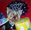 Sam says HAPPY NEW YEAR!!!!-happy-new-year-1.jpg
