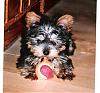 THEN and NOW!!! post ur pics!-dogpicsjune2006-small-.jpg