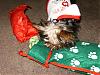 Parker's First Christmas!-hpim0747.jpg