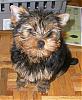 THEN and NOW!!! post ur pics!-yorkie-018.jpg