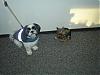 Look who decided to come to work....-suc50741-resized.jpg