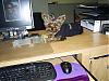 Look who decided to come to work....-suc50744-resized.jpg