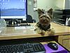 Look who decided to come to work....-suc50749-resized.jpg