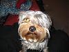 My Yorkie Momoko-img_0466.jpg