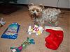 Toby, Lucky, Lexie, & Casper...it's still Christmas-1-4-lucky-some-his-prizes.jpg