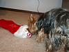 Toby, Lucky, Lexie, & Casper...it's still Christmas-1-4-lexie-sniffing-her-stocking.jpg