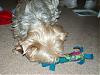 Toby, Lucky, Lexie, & Casper...it's still Christmas-1-4-lucky-krackle-jax-toy.jpg