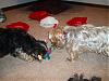 Toby, Lucky, Lexie, & Casper...it's still Christmas-1-4-lucky-casper-have-their-eye-same-toy.jpg