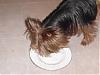 Bailey Loving his ICE CREAM!!!-ice-cream-026.jpg