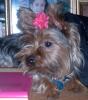 Gucci's pics wearing flower barrette-gucci-wearing-pink-flower-barrette2.jpg