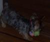 Gucci's pics wearing flower barrette-gucci-playing-her-new-toy-villette.jpg