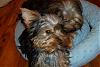 Dovie - Love  Wrapped In a Fur Coat-dovie4.jpg