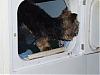 Washday for Gizmo's lovebunny-rdryer-005.jpg