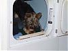 Washday for Gizmo's lovebunny-rdryer-006.jpg
