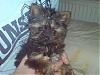 Yay Darcy's first top knot!!-dsc00209.jpg