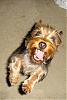 Craziest Pup picture-dsc01691.jpg