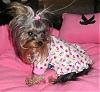 THANKS GOFETCH! Mattie in her New Nightie!-mattieinnewnightie2007-039.jpg