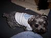 Jaxon's new Target "Pet Me" shirt-jax-pet-me-1.jpg