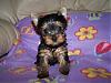 This face needs a name!!!!-noel-6-weeks-old3.jpg