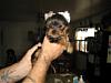 too cute-jan-10-crick-pup-002.jpg