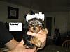 too cute-jan-10-crick-pup-003.jpg