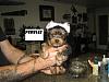 too cute-jan-10-crick-pup-004.jpg