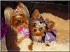 My Precious Girls-destiny-harmony-8.jpg