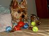 Someone has waaaay too many squeaky balls!-kiwi-her-balls-2-small-size.jpg
