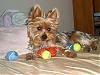 Someone has waaaay too many squeaky balls!-kiwi-her-balls-small-size.jpg
