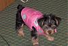 Lookie At Muh New......-puppies-150.jpg