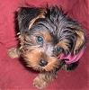 Lookie At Muh New......-puppies-151.jpg