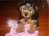 Diva's Baby Duchess is growing up!-duchesspinkcoat-12wks.jpg