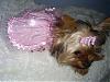 In Honor Of "National Dress Your Pet Day"!!!  :)-s5031550.jpg