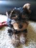 Our new Yorkie!-rambo1.jpg