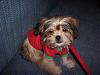 Briley - The Yorkie-Peke-briley-1.jpg