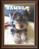 Our new Yorkie!-rambo1.jpg