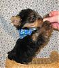 What does he look like?-puppy_0612-448x513.jpg