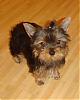 Pics of Tanuki's Homecoming!-dsc00285-first-top-knot.jpg