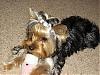 Back from the groomer-yorkiesmallfiles2.jpg