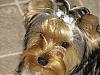 Back from the groomer-yorkiesmallfile1.jpg