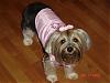 Sophie pictures (new coat)-58536512.jpg